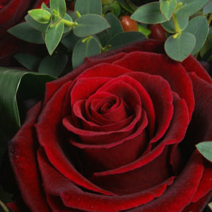 Opulence Red Roses